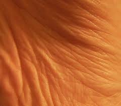 Over 50 Skin Textures Free Download Skin Textures Human Skin Texture Photoshop Resources