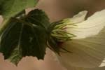 Image result for Pavonia senegalensis
