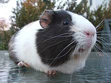 Maybe you would like to learn more about one of these? Guinea Pig Wikipedia