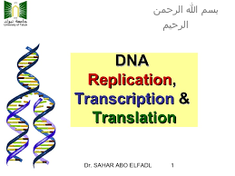 Biology corner dna coloring transcription and translation answer key from mrna and. Cytogenetics 2 Replication Transcription And Translation