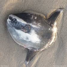 Der mondfisch (mola mola, von lat. Ankerherz Mondfisch Auf Sylt Facebook
