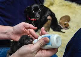 Maybe you would like to learn more about one of these? Dog Helping Raise Nurse Kittens Melting Hearts In Tri State