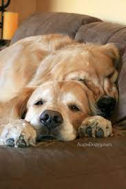 pin on love is golden