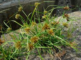 Image result for Pycreus chrysanthus