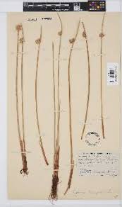 Image result for Cyperus hemisphaericus