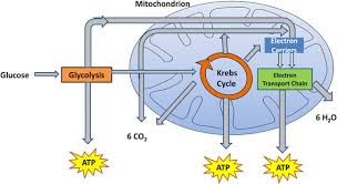 This is the summarized video on electron transport chain. Cellular Respiration Process Download Scientific Diagram