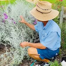 (9 days ago) petals from the past is managed by jason and shelley powell, horticulturalists, whose skills complement each other. Petals From The Past Home Facebook