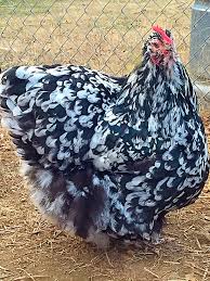 Black And White Hen English Black White Mottled Orpington Hen Black And White Chickens Chickens Backyard Raising Backyard Chickens