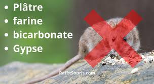 Dispersez ensuite la poudre dans les endroits stratégiques de la maison. Tuer Les Rats Avec Du Vinaigre Blanc Du Platre Et Du Sel