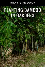 Hopefully, this article can provide inspiration for you. Explore The Benefits And Downsides To Growing Bamboo