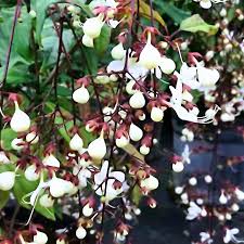 Image result for Clerodendrum toxicarium