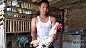 Gambar ayam philipin ninja / gambar. Gambar Ayam Peru Ninja Ciri Ciri Ayam Philipin Ninja Asia Nah Hari Ini Kita Ingin Share Ke Kamu Beberapa Gambar Berbagai Jenis Ayam Dari Berbagai Negara