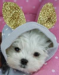 And don't forget the puppyspin tool, which is another fun and fast way to search for maltese puppies for sale in usa area and maltese dogs for adoption in usa area. Teacup Maltese And Malterse Puppies For Sale Florida Teacup Puppies Maltese Maltese Puppy Teacup Maltese