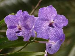 We did not find results for: 10 Plants That Attract Good Luck Prosperity And Fortune Lucky Plants