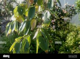 Image result for Celtis africana