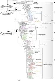 Image result for Hypericum scioanum