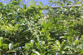 Image result for Tetracera