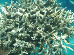The australian government said on tuesday that it australian environmental minister sussan ley protested the move stressing that the country had spent billions of dollars on trying to protect the reef. Korallenbleiche Okodesaster Am Great Barrier Reef Schreckt Touristen Ab Aus Aller Welt Rnz