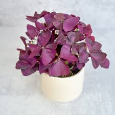 Image result for Oxalis purpurascens