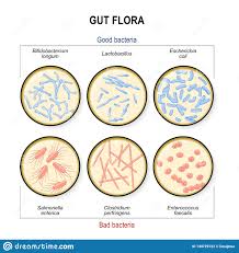 The two species of salmonella are salmonella enterica and salmonella bongori. Darmflora Schlechte Bakterien Clostridium Enterokokke Salmonellen Und Gute Bakterien Milchs Urebazillus Bifidobacterium Esc Vektor Abbildung Illustration Von Menschlich Biologisch 144729122