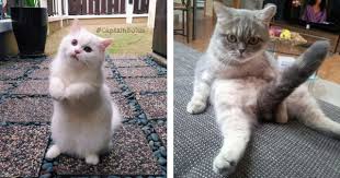 Bingung bagaimana cara merawat anak kucing yang baru lahir dan ditinggal oleh ibunya? Bagaimana Cara Untuk Menjaga Kucing Buat Kali Pertama Kartel Dakwah