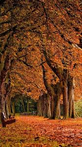 Shutterstock.com sizing the walls sizing allows you to maneuver the paper into position on the wall without tearing. Autumn Leaves Park Trees 90986 640x1136 Autumn Landscape Autumn Scenery Autumn Wallpaper