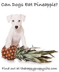 Obviously you should remove the skin of the pineapple and cut the pineapple into small pieces. Can Dogs Eat Pineapple A Complete Guide To Pineapple For Dogs