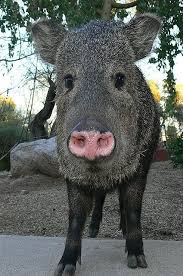 Closeup Of Young Javalina At Canyon Ranch Tucson Arizona 2009 Canyon Ranch Arizona Javelina