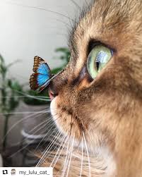 286 Begenme 7 Yorum Instagram Da Bitki Yorumcusu Bitkiyorumcusu Sen Nesin Boyle Ya Dunyanin En Tatli Kedisi In 2020 Animals Funny Animal Pictures Cute Animals