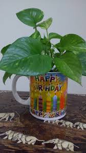 Check spelling or type a new query. Grow Money Plants Indoors Through Simple Steps Lifezshining