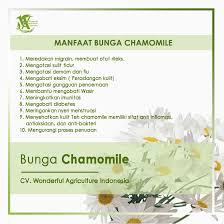 Sajikan teh hangat atau dinginkan untuk membuat teh chamomile es. Teh Turki Teh Chamomile 100 Alami Shopee Indonesia