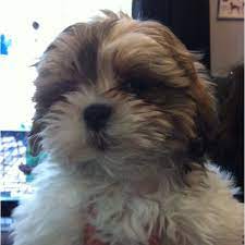 Shoodle Puppy Find Puppies Cute Animals