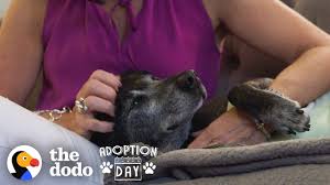 (view) (atlanta) pic hide this posting restore restore this posting. Watch An Old Sad Dog Turn Into The Happiest Puppy In His Forever Home The Dodo Adoption Day Youtube