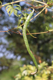 Image result for Podranea brycei