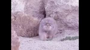 Animals dumb funny lol lm funny moments fun manul mems mem мемы мем лол фан кот котик животные манул манула. Odin Manul Dva Manula No Kazhdyj Raz Dobavlyaetsya Eshe Odin Manul Youtube