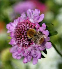 If this decline continues, the take note of this tip from urban beekeepers though: Plants For Bees By Flowering Season