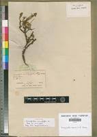Image result for Eriocephalus microphyllus