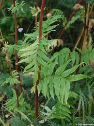 Image result for Valeriana capensis