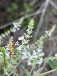 Image result for Aloysia