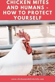 Be sure to rub it deep into the scales. How To Get Rid Of Chicken Mites On Humans Treatment Prevention Chicken Chicks Info