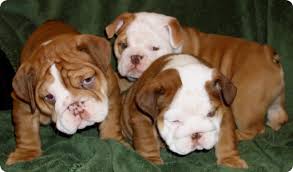 Rare Bulldog Breeds Goldenacresdogs Com