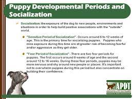 We did not find results for: An Introduction To Reward Based Dog Training What Is Reward Based Training Reward Based Training Or Dog Friendly Training Is Defined By The Association Ppt Download