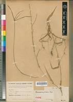 Image result for Acroceras amplectens