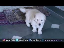 The golden retriever is a breed of dog originating in scotland. Golden Retriever Puppy For Sale Heavy Bone With Papers Asia Pets In Retriever Puppy Golden Retriever Puppy Golden Retriever Service Dog