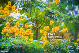 Image result for Peltophorum pterocarpum