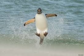 Premio Elege Fotos De Bichos Em Poses Curiosas Animal Photography London Zoo Animals