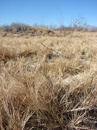 Image result for Diclis