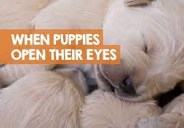 When Do Puppies Open Their Eyes Fully After Being Born