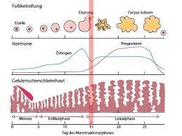 Der eisprung ist der prozess, durch den die reife eizelle aus dem follikel freigesetzt wird, das sich in dem eierstock entwickelt hat. Menstruation Zyklus Dauer Phasen Eisprung Netdoktor At