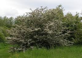 Hawthorn plants are very hardy, and can tolerate conditions in. Crataegus Monogyna Wikipedia